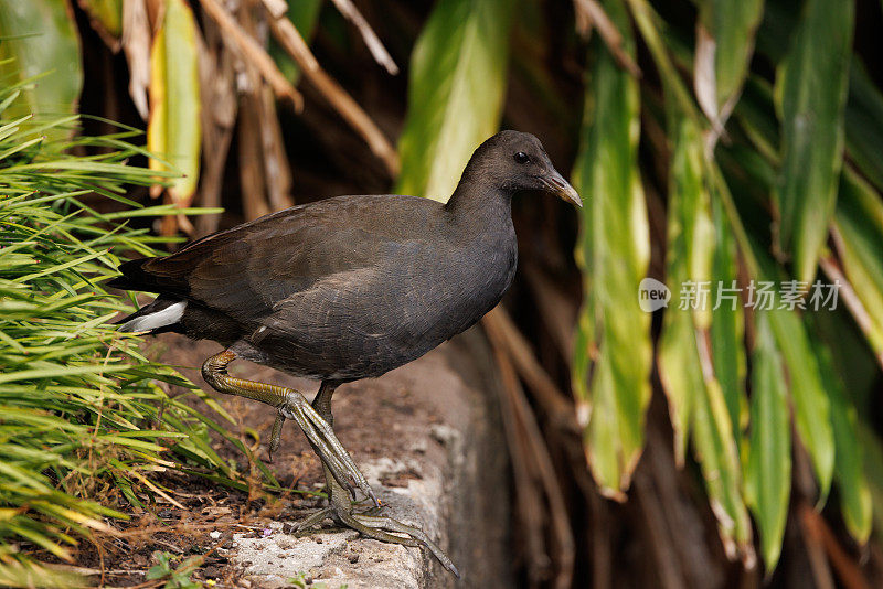 年轻的Dusky Moorhen，黄毛鸡